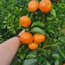 农药使用的环境风险沟通策略：保护自然，守护未来