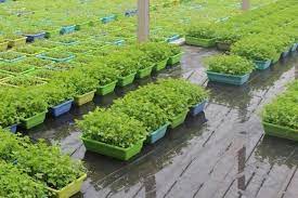 粮食储备体系的完善与优化：保障国家粮食安全的关键之路
